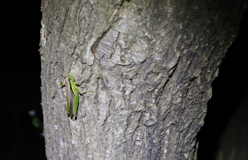 ヤナギ林のその他のヤナギ_幹にとまるコバネイナゴ_2021年11月1日17時50分頃 気温16度